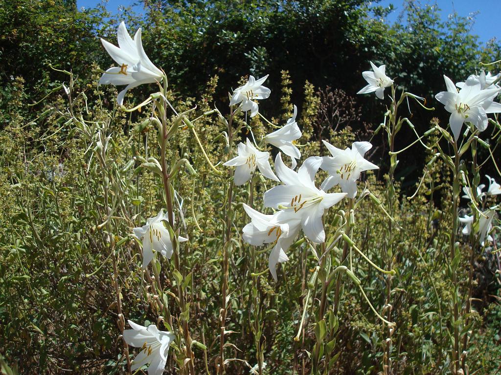 dsc02290.jpg - Des lis blancs  (Lilium candidum) 