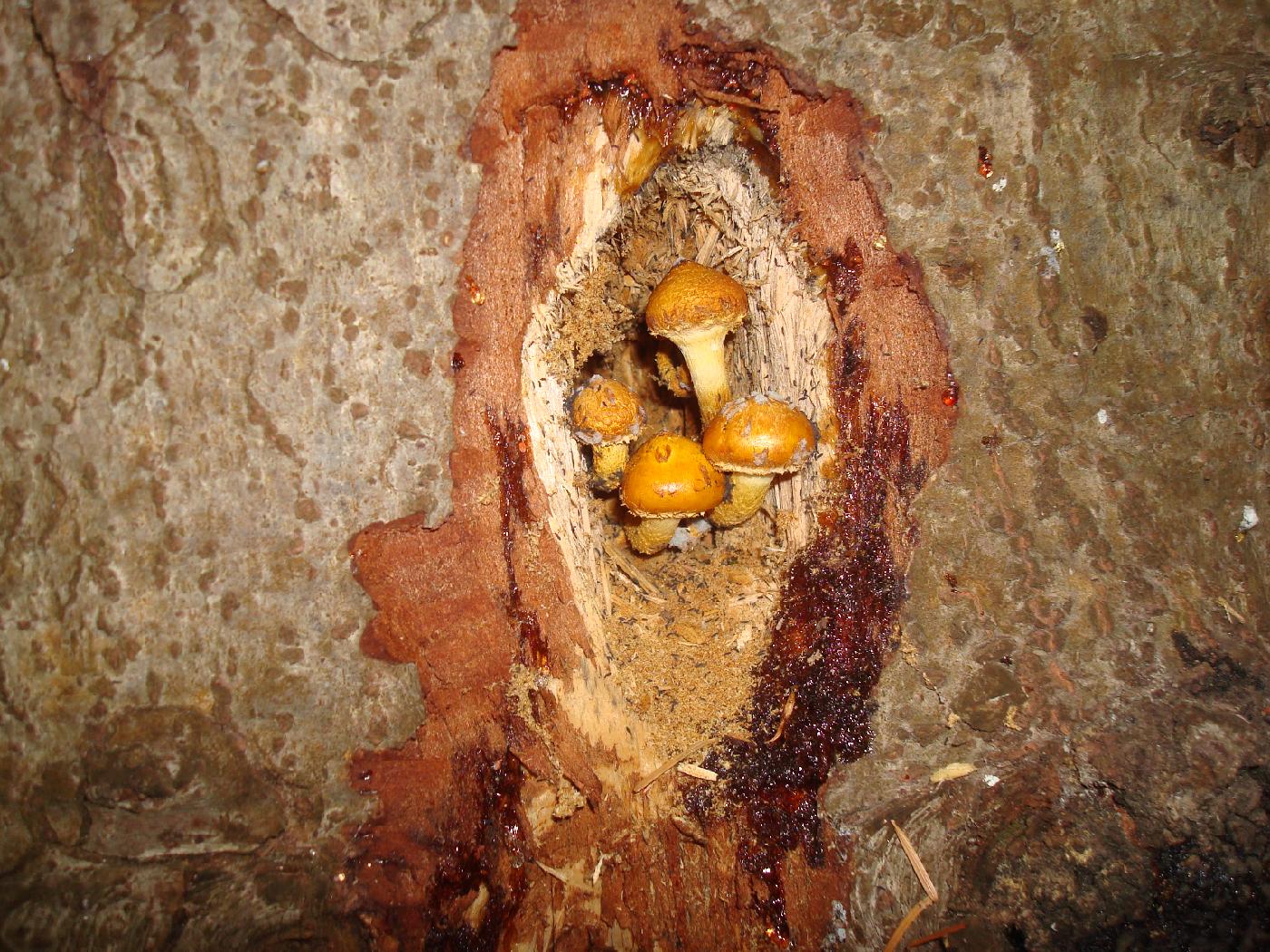 DSC02981.jpg - Des champignons squattent un creux de pin
