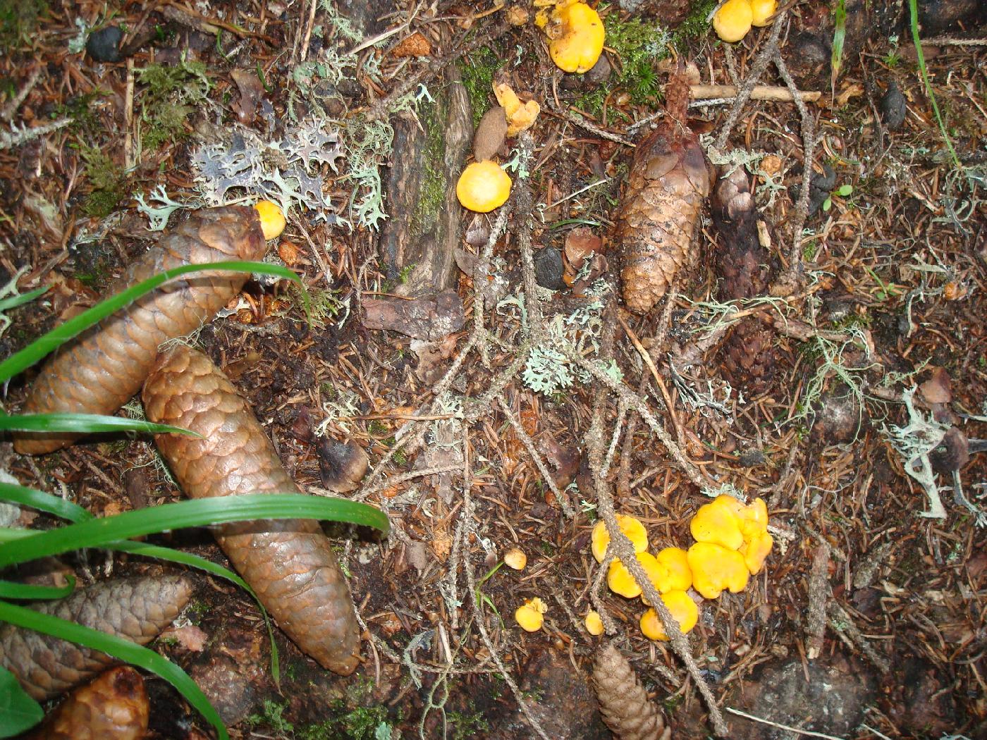 DSC02518.jpg - Des chanterelles sur le chemin