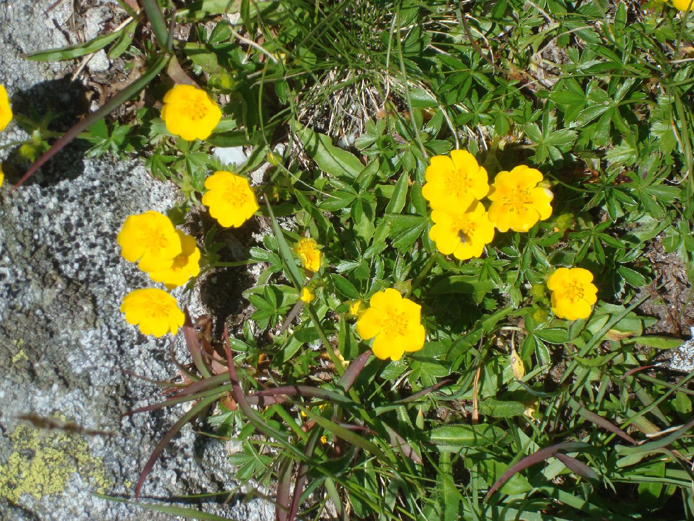 DSC02543.jpg - Renoncules  (Ranunculus acris) 