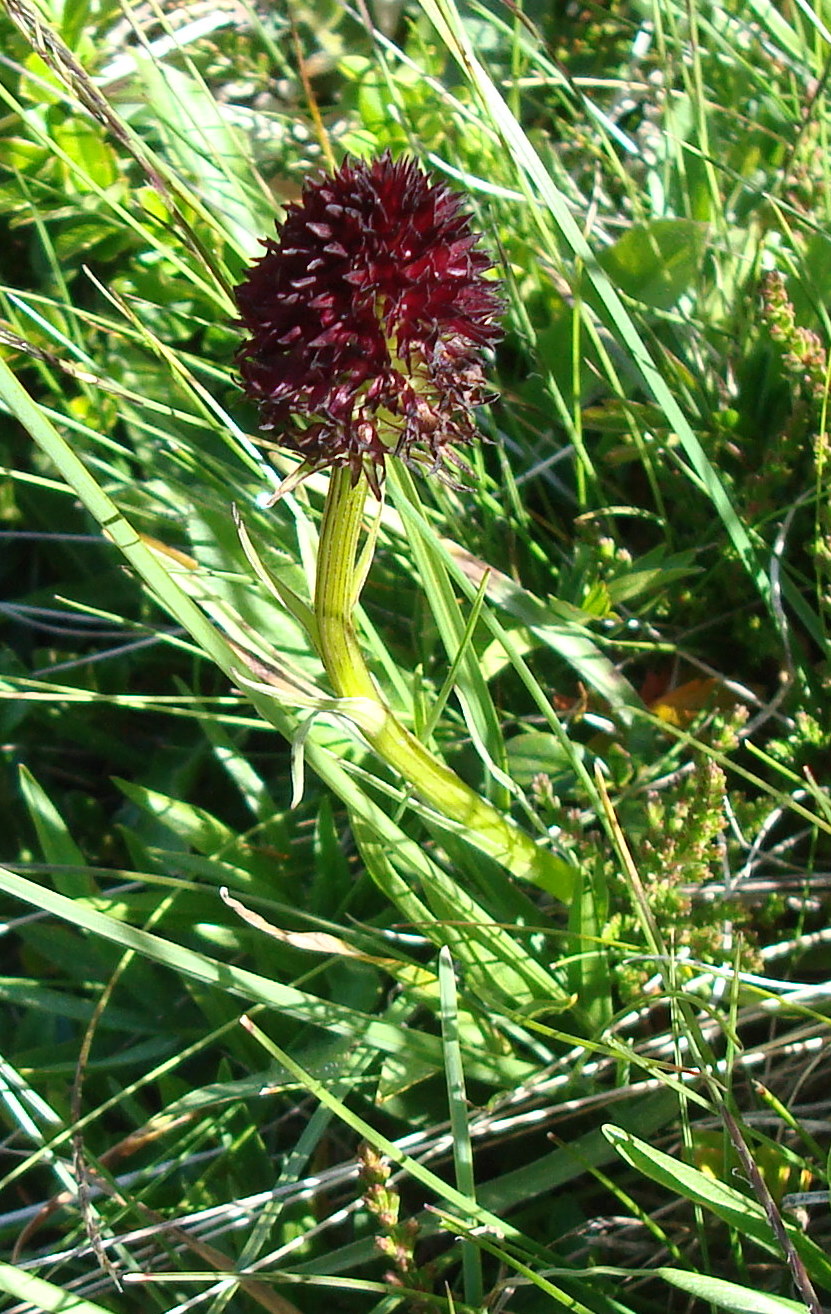 DSC02577.jpg - Nigritelle noire ou orchis vanill  (Nigritella nigra) 