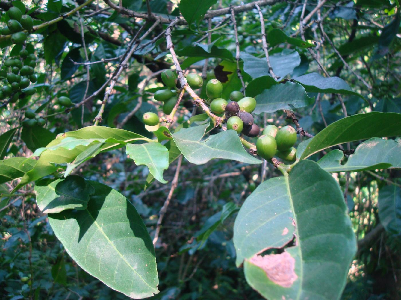 DSC033960.jpg - Feuilles et fruits de cafier  (Coffea arabica) , qui pousse  ltat sauvage