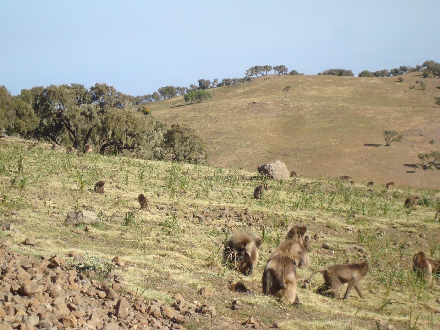 DSC032420.jpg - De nombreux babouins occupent le Parc National du Simien