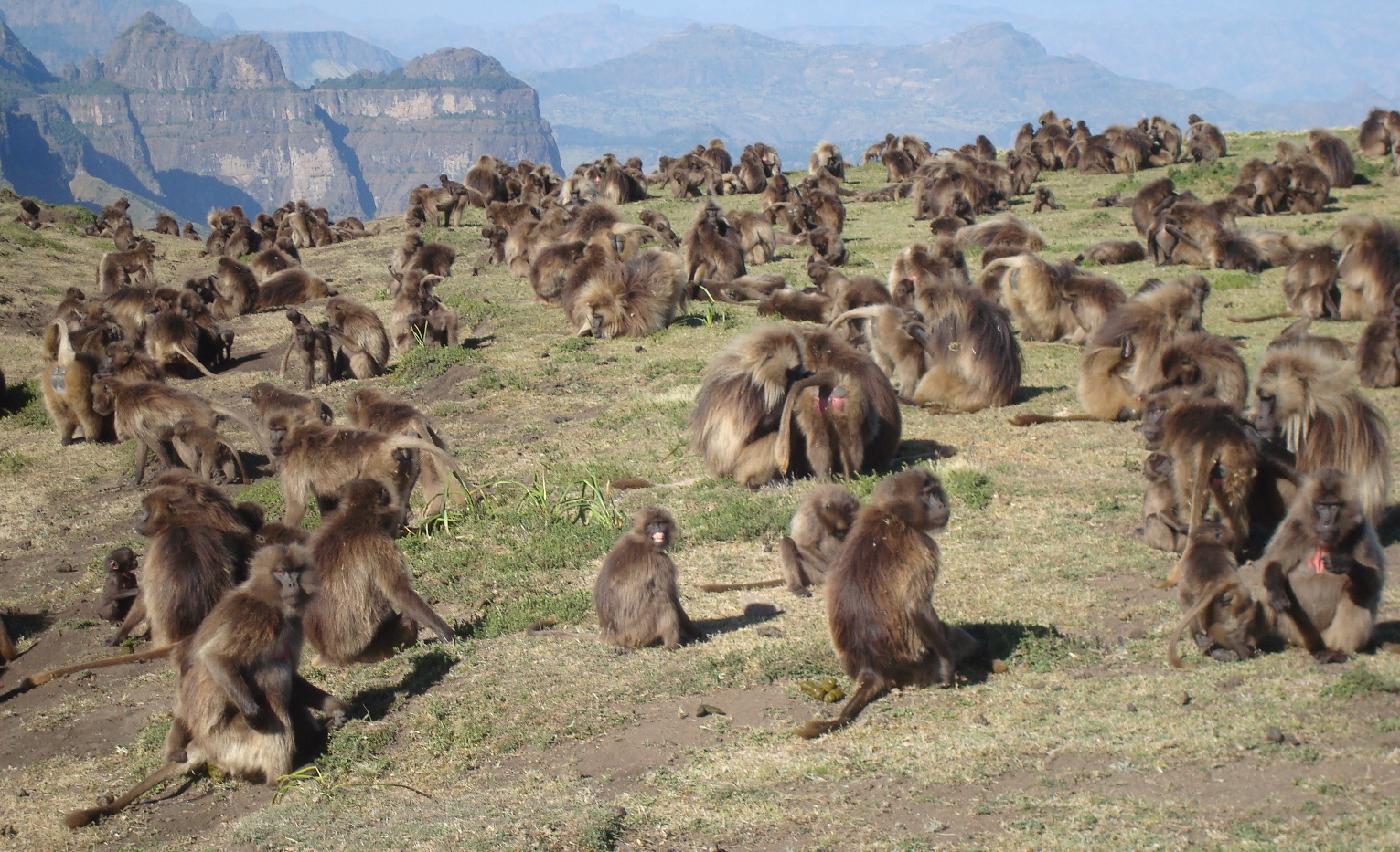 DSC032450.jpg - Les babouins geladas sont une espce endmique des hauts plateaux dEthiopie et dErythre