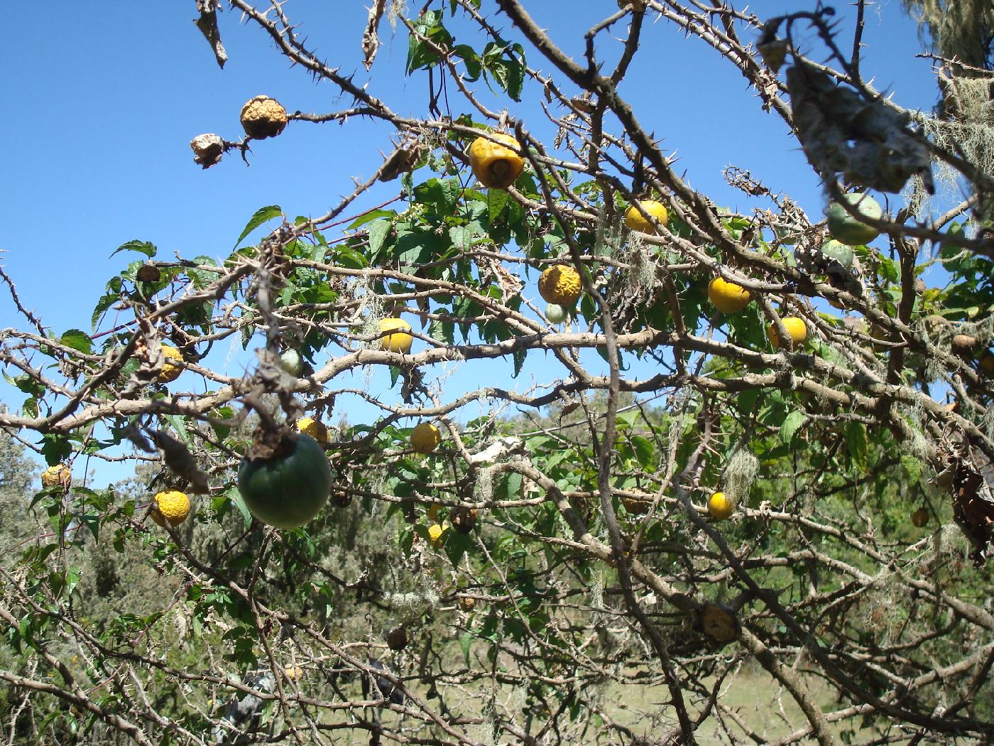 DSC032620.jpg - Solanace  (Solanum carolinense)  dont les fruits servent  faire une sorte de savon