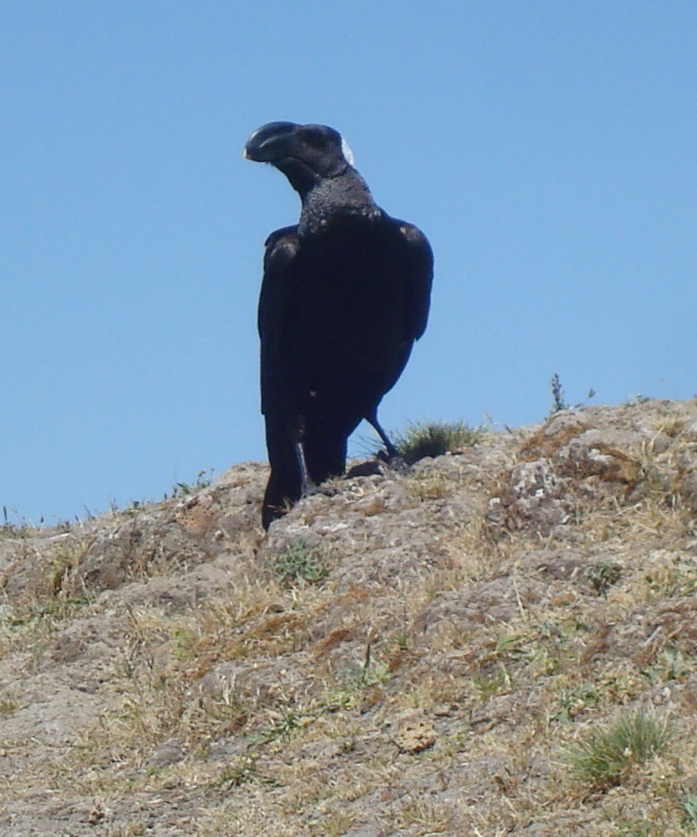 DSC032640.jpg - Un corbeau corbivau, oiseau trs rpandu dans le Simien