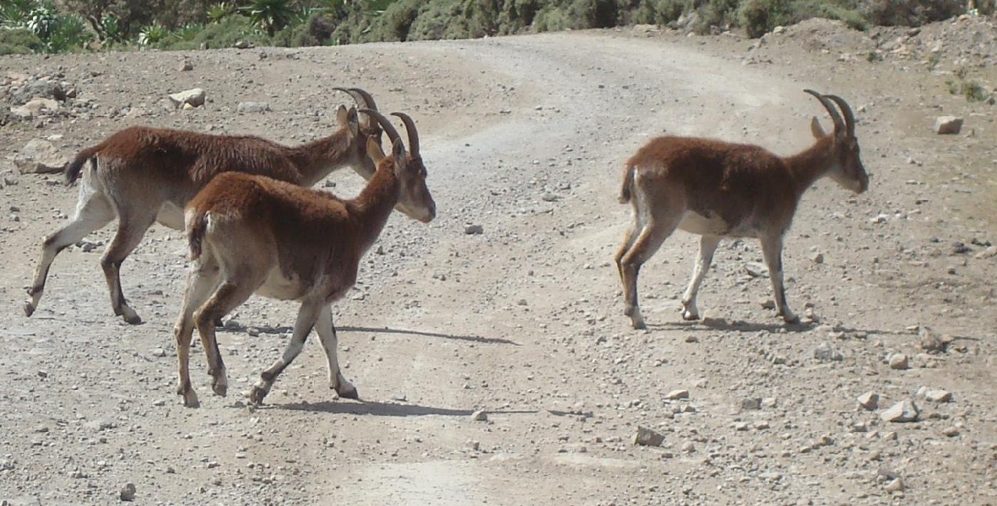 DSC033120.jpg - Des chvres sauvages  (Walia ibex)  croisent notre route