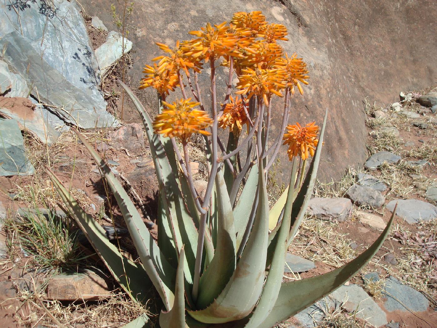 DSC030170.jpg - Alos en fleurs  (Aloe vera) 